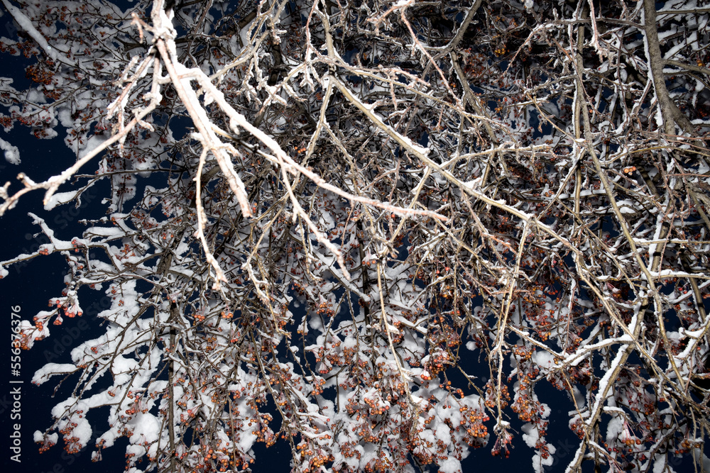Branches of small paradise apples under the snow. Beautiful tree branches with bright fruits under the first snow. Autumn background with winter tree branches. copy space Branches of small paradise apples under the snow. Beautiful tree branches with bright fruits under the first snow. Autumn background with winter tree branches. copy space