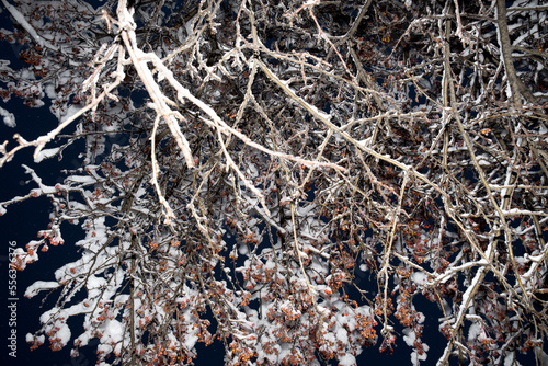 Branches of small paradise apples under the snow. Beautiful tree branches with bright fruits under the first snow. Autumn background with winter tree branches. copy space