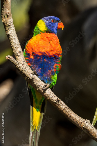 Rainbow Lorikeet in Victoria, Australia