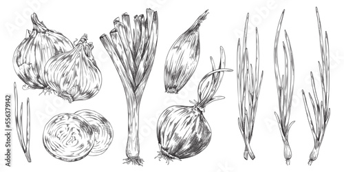 Set of hand drawn monochrome onions sketch style, vector illustration
