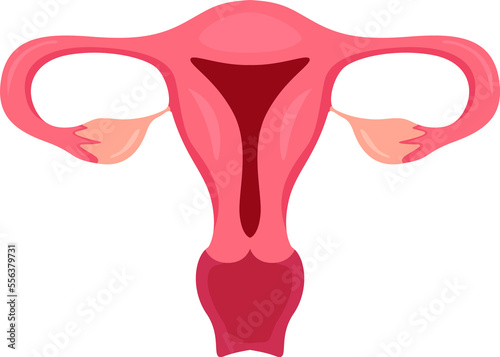 Uterus and Ovaries . Internal organs of human .