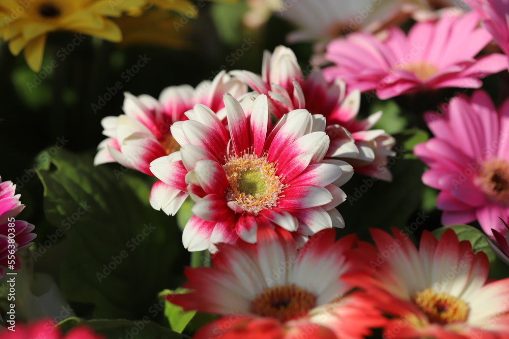 Obraz premium 日本の早春の庭に咲く白と赤の複色のガーベラの花