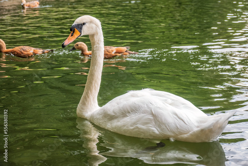 A graceful white swan swimming on a lake with dark water. The white swan is reflected in the water