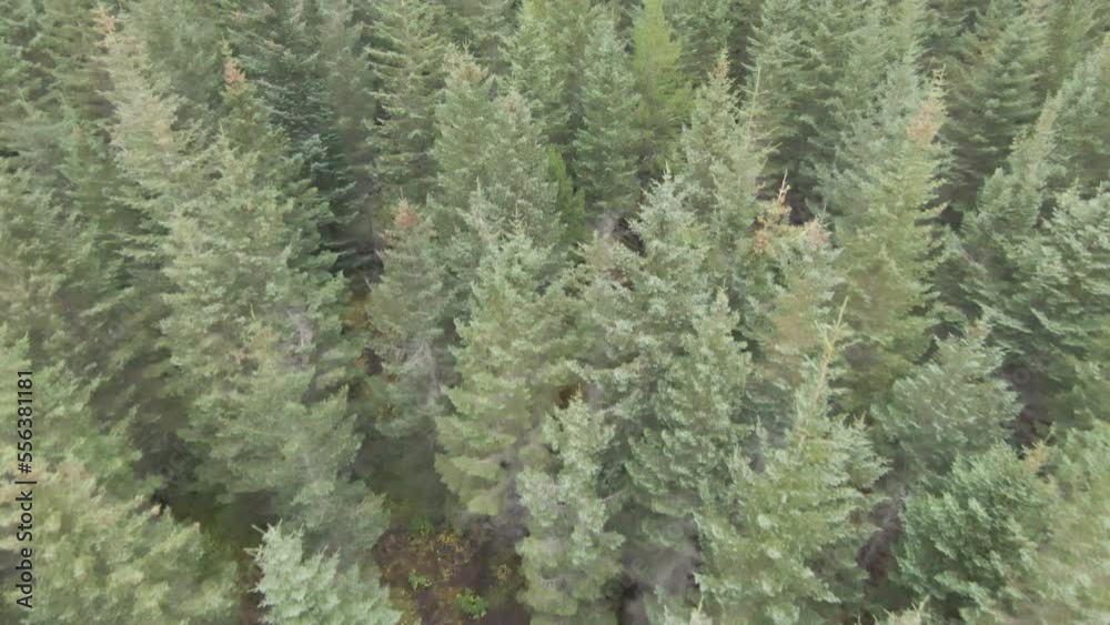 Smooth stable shot of green pine trees from above, dolly Smooth stable shot of green pine trees from above, dolly