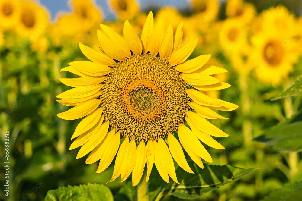 Yellow field with sunflowers.Big yellow sunflower against the blue sky.Sunflowers field at Lopburi, Thailand Yellow field with sunflowers.Big yellow sunflower against the blue sky.Sunflowers field at Lopburi, Thailand