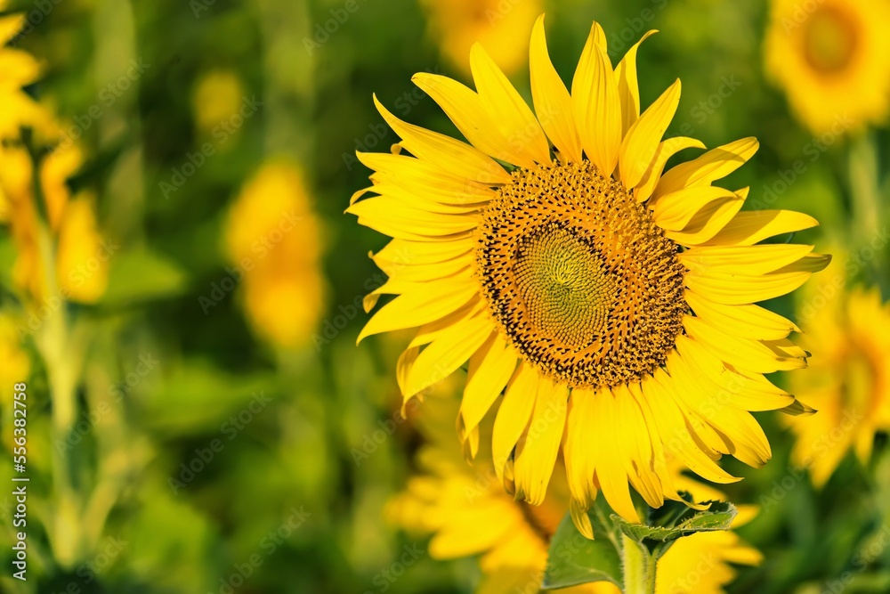 Fototapeta premium Yellow field with sunflowers.Big yellow sunflower against the blue sky.Sunflowers field at Lopburi, Thailand