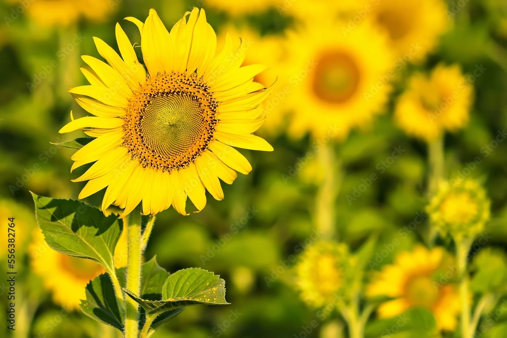 Yellow field with sunflowers.Big yellow sunflower against the blue sky.Sunflowers field at Lopburi, Thailand Yellow field with sunflowers.Big yellow sunflower against the blue sky.Sunflowers field at Lopburi, Thailand