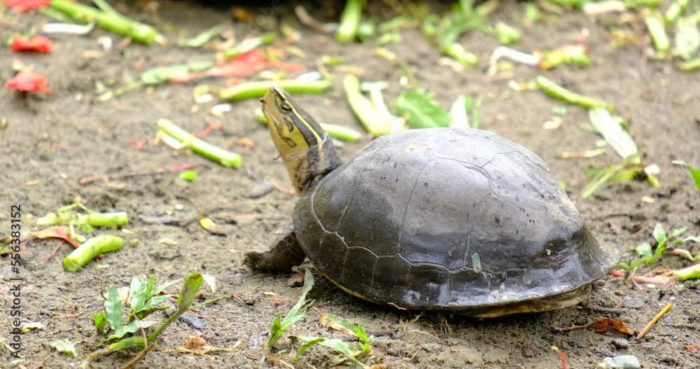 a turtle or the Latin language Tortoise is inflating his neck at a zoo a turtle or the Latin language Tortoise is inflating his neck at a zoo