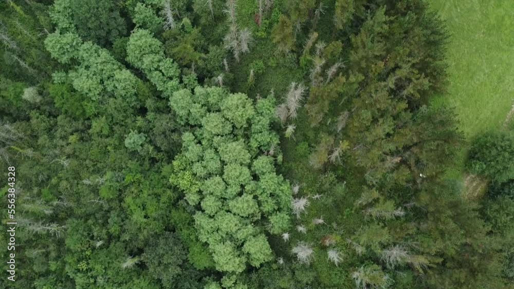 Flight over a forest in the Basque Country in Spain Flight over a forest in the Basque Country in Spain