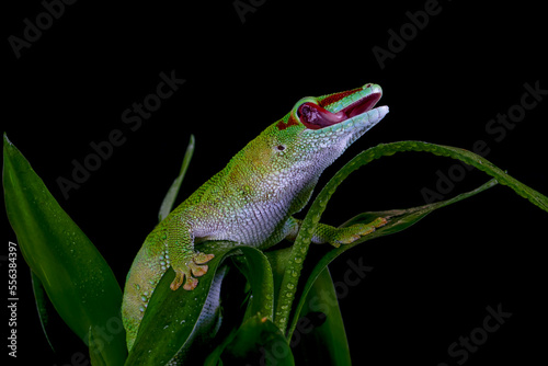 Madagascar Day Gecko (Phelsuma madagascariensis madagascariensis) licking its eyes to clean from the dust.