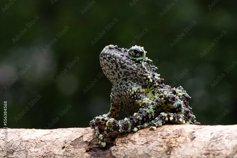 Closeup Vietnamese Mossy Frog (Theloderma corticale) or Tonkin Bug-eyed Frog. Closeup Vietnamese Mossy Frog (Theloderma corticale) or Tonkin Bug-eyed Frog.