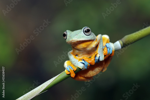 Flying Tree Frog or Gliding Frog (Rhacophorus reinwardtii) on a bamboo stick.