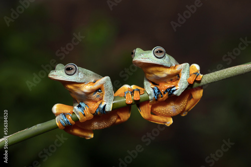 A pair of Flying Tree Frog (Rhacophorus reinwardtii) on a bamboo stick.