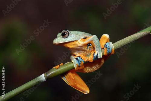 Flying Tree Frog (Rhacophorus reinwardtii) on a bamboo stick.