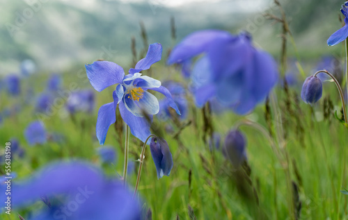 beautiful field of wildflowers in blue columbine flowers