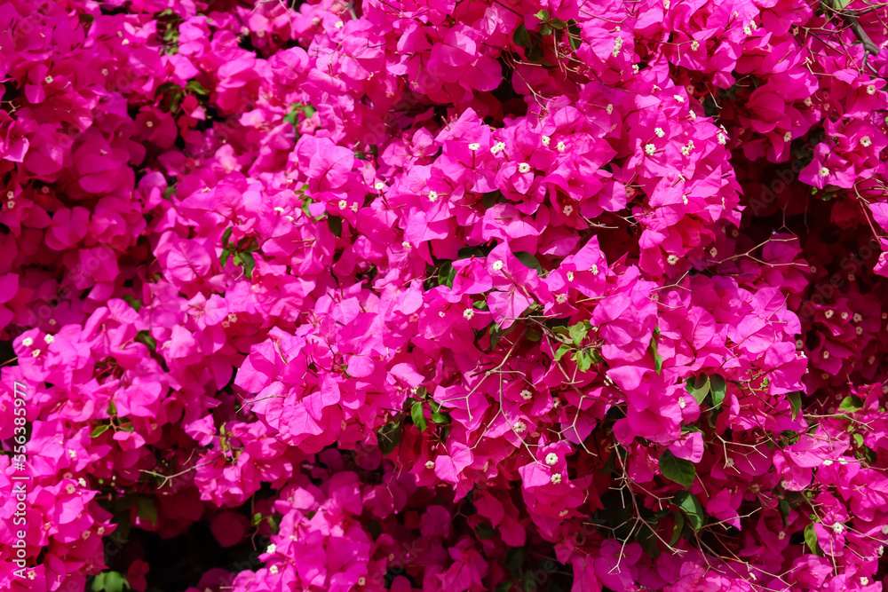 View of bright pink flowers outdoors, closeup