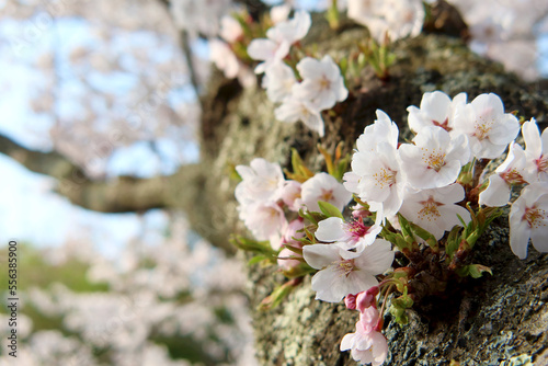 木の幹に直接咲いている桜