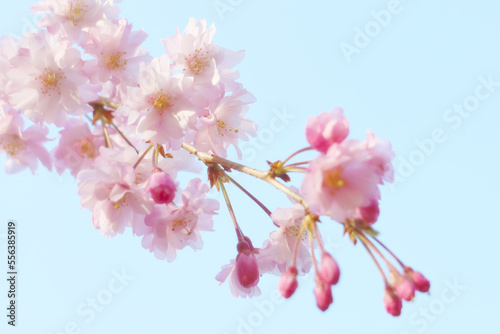 青空と枝垂桜 クローズアップ