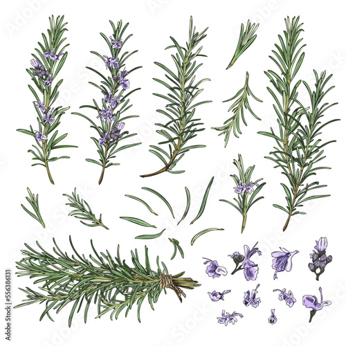 Rosemary branches and flowers collection sketch vector illustration isolated.