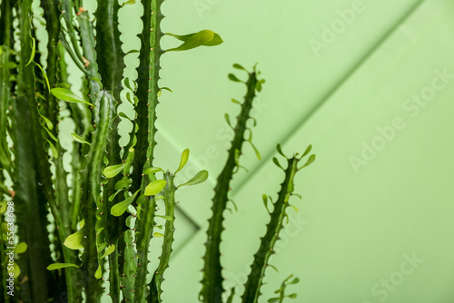 Closeup view of cactus near green wall