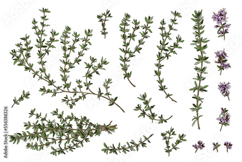 Thyme branches and flowers, hand drawn sketch vector illustration isolated on white background.