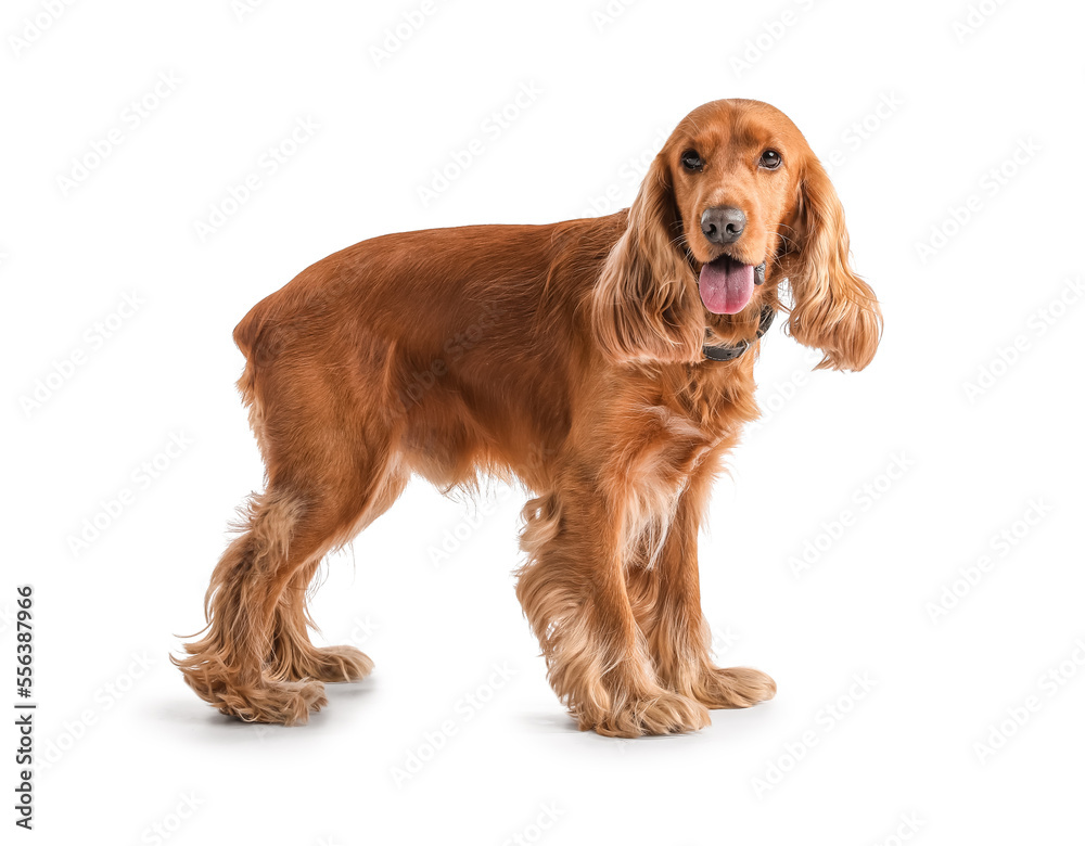 Red cocker spaniel on white background