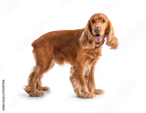 Fotografía Red cocker spaniel on white background