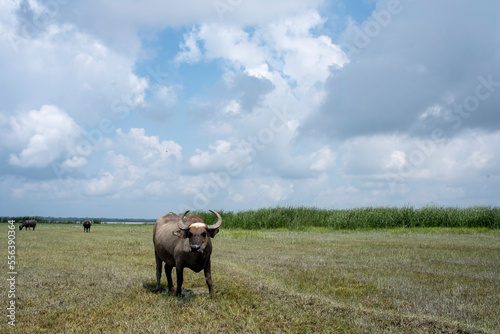 Buffalo grazing in the char land