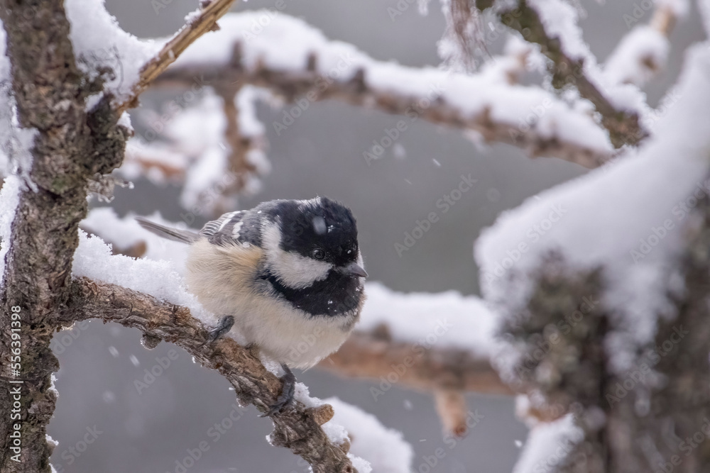 Coal tit or cole tit (Periparus ater) grabbing at a snow covered branch during a snowfall. Snowy forest, animale in wild. Italian Alps, Monviso Natural Park.