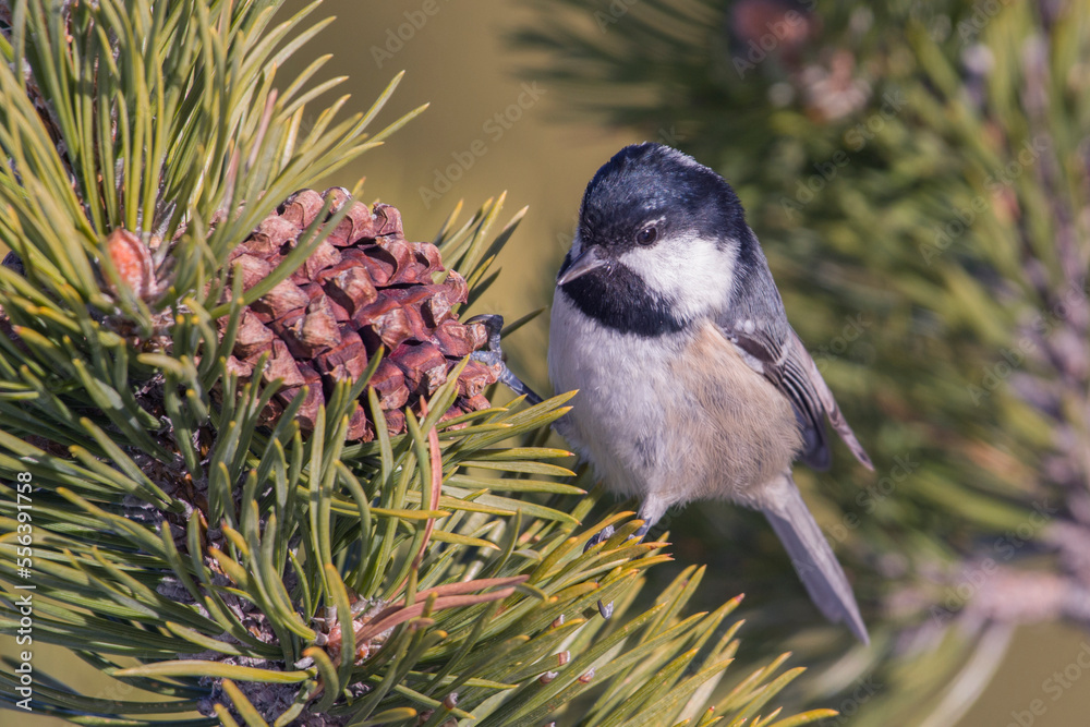 Coal tit or cole tit (Periparus ater) perched on a pine cone feeding on a pine tree, Italian Alps, Monviso park.
