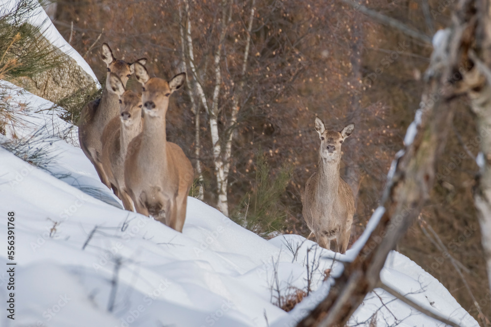 Group of beautiful wild does and fawns deers (Cervus elaphus) walking in the snow in an alpine snowy forest, selective focus on the right fawn. Italian Alps, Monviso Natural Park.