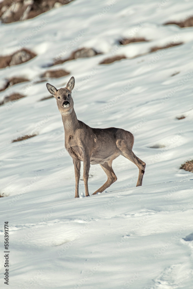 Wild Roe deer or roebuck (Capreolus capreolus) in alert on a snowy alpine slope, Italian Alps, Monviso park. Wild Roe deer or roebuck (Capreolus capreolus) in alert on a snowy alpine slope, Italian Alps, Monviso park.