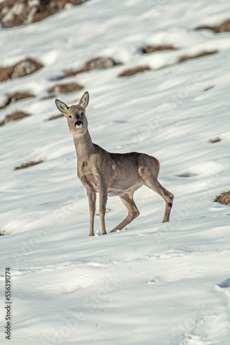 Obraz na płótnie Wild Roe deer or roebuck (Capreolus capreolus) in alert on a snowy alpine slope, Italian Alps, Monviso park. w salonie
