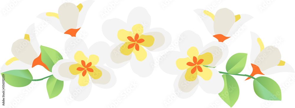 Plumeria flowers border Plumeria flowers border