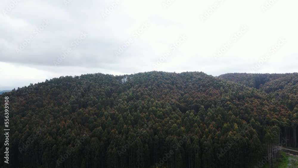 Exotic forest landscape and fiords of New Zealand, aerial view Exotic forest landscape and fiords of New Zealand, aerial view