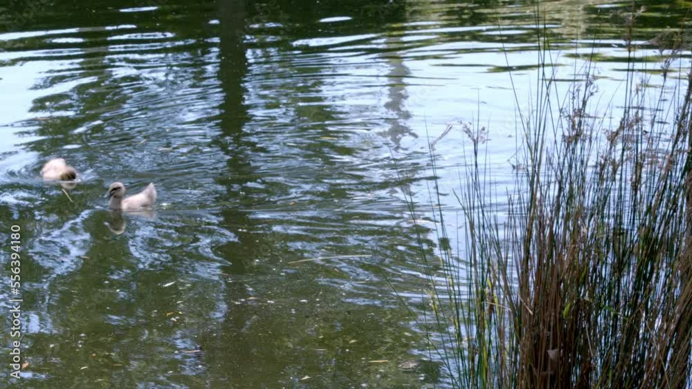 Two ducks foraging in shallow water. 4K videos poultry. surface of the water. Two ducks foraging in shallow water. 4K videos poultry. surface of the water.