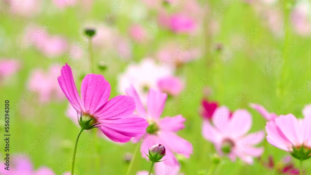 Beautiful cosmos flowers in the garden, outdoor Chiangmai Thailand Beautiful cosmos flowers in the garden, outdoor Chiangmai Thailand