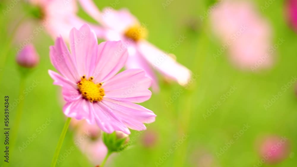 Beautiful cosmos flowers in the garden, outdoor Chiangmai Thailand Beautiful cosmos flowers in the garden, outdoor Chiangmai Thailand
