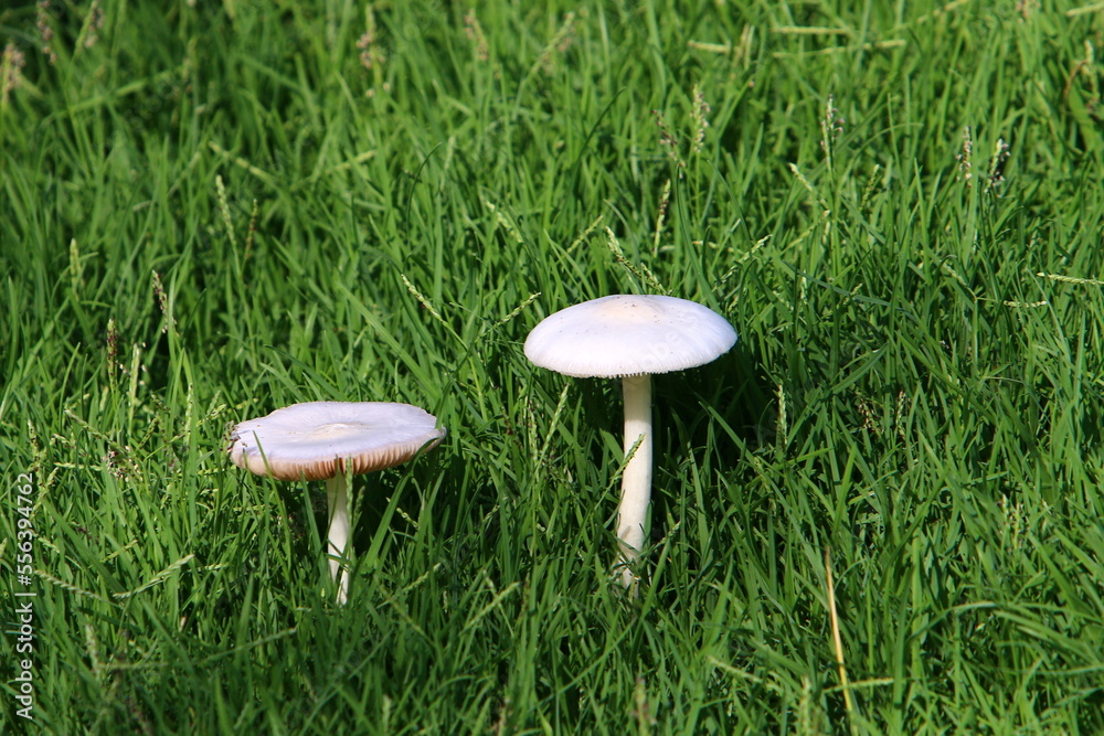 Mushrooms in a forest in northern Israel. Mushrooms in a forest in northern Israel.