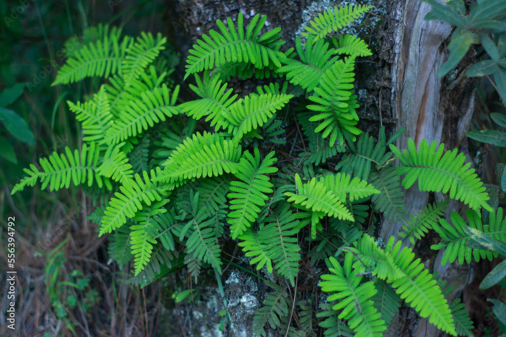 fern leaves fern leaves
