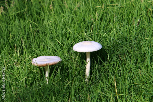Mushrooms in a forest in northern Israel.
