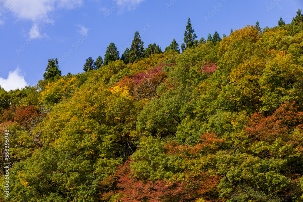 秋田県　抱返り渓谷　秋　紅葉