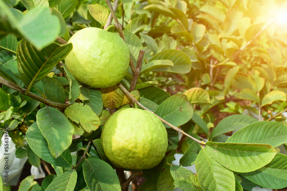 Fresh guava fruit with green leaf on the tree