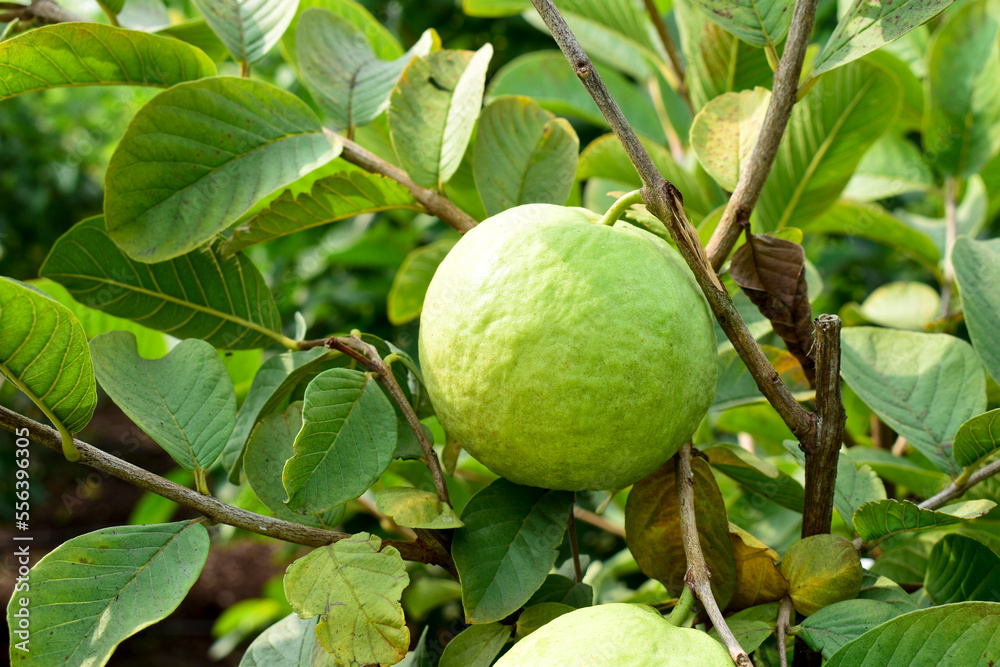 Fototapeta premium Fresh guava fruit with green leaf on the tree