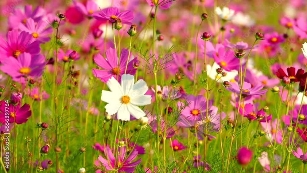 Beautiful cosmos flowers in the field, outdoor Chiangmai Thailand Beautiful cosmos flowers in the field, outdoor Chiangmai Thailand
