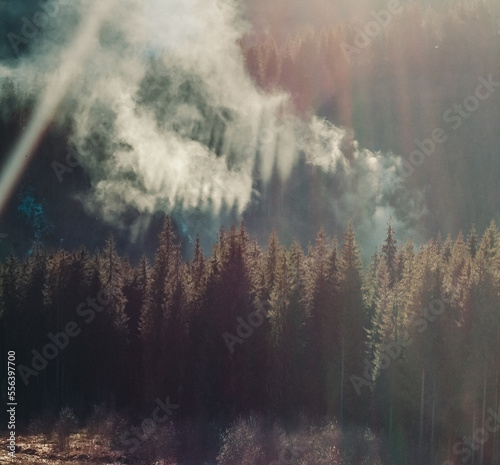 Deep fir wood on mountain at sunlight landscape photo. Beautiful nature scenery photography with hill on background. Idyllic scene. High quality picture for wallpaper  travel blog  magazine  article