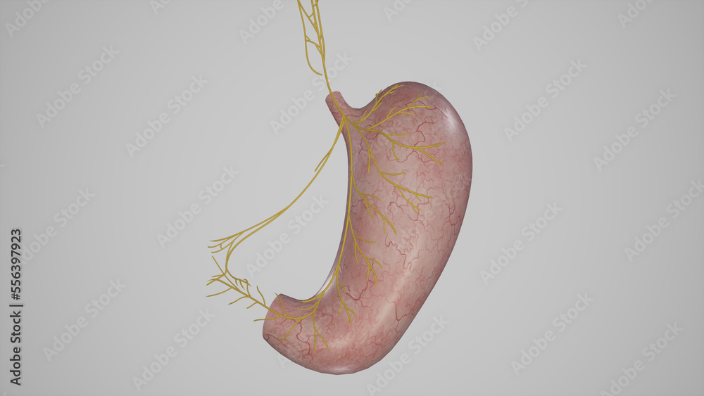 Anatomical Illustration of Anterior Vagal Trunk.3d rendering Stock Illustration Adobe Stock