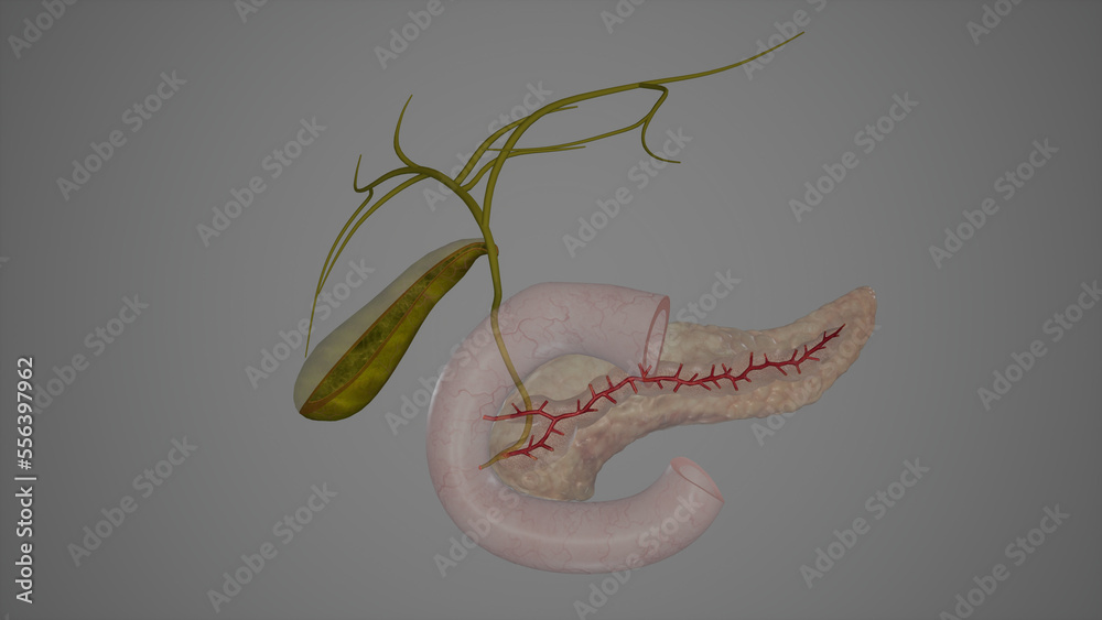 Extrahepatic Bile Ducts Anatomy.3d rendering Stock Illustration Biology Diagrams