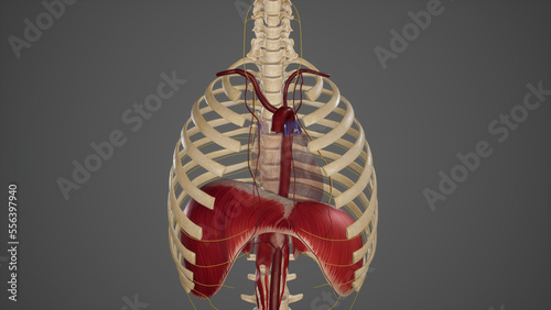 Blood Supply and Innervation of Diaphragm.3d rendering photo