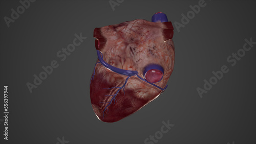 Anatomical Illustration of Cardiac Veins.3d rendering photo